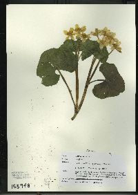 Caltha palustris image