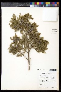 Juniperus ashei image