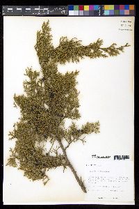 Juniperus ashei image