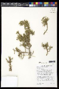 Juniperus californica image