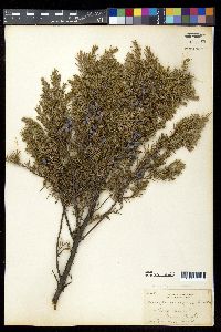 Juniperus communis var. montana image