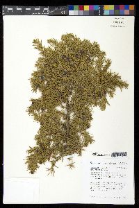 Juniperus communis var. montana image