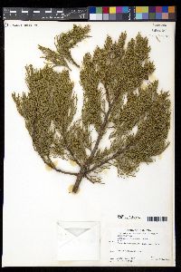 Juniperus deppeana image