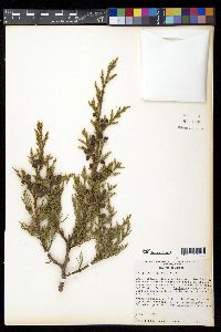 Juniperus deppeana image