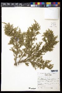 Juniperus deppeana image