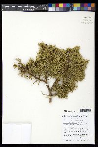 Juniperus monosperma image