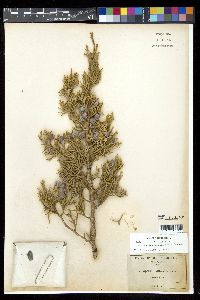 Juniperus occidentalis image