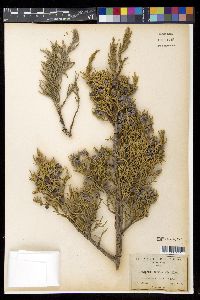 Juniperus occidentalis image
