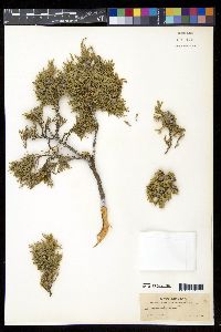 Juniperus occidentalis image