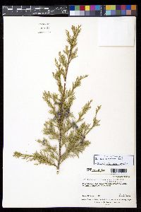 Juniperus scopulorum image