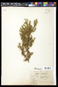 Juniperus communis var. depressa image