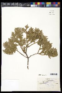 Thuja occidentalis image