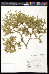 Thuja occidentalis image