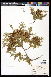 Thuja occidentalis image