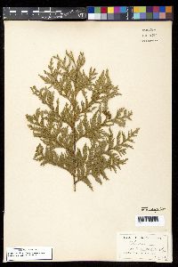 Thuja occidentalis image