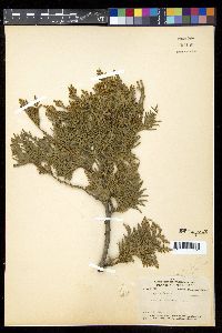 Thuja occidentalis image