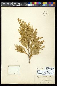 Calocedrus decurrens image