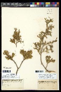 Chamaecyparis thyoides image