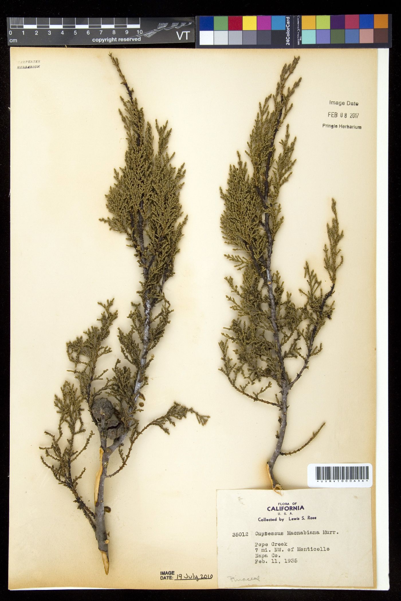 Cupressus macmabiana image