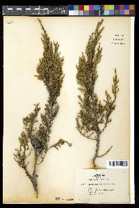 Cupressus macmabiana image