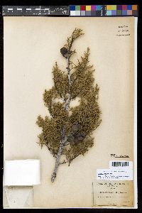 Cupressus sargentii image