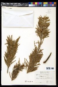 Abies bracteata image