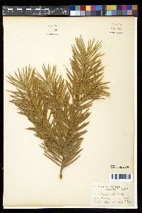 Abies bracteata image