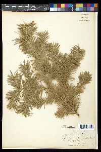 Abies lasiocarpa image