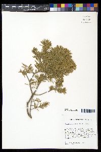 Abies lasiocarpa image