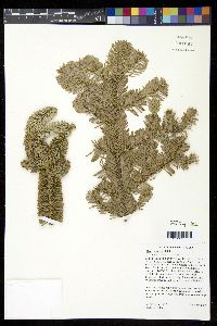 Image of Abies procera