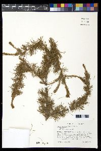 Larix laricina image