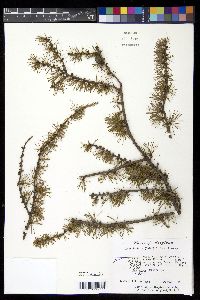 Larix laricina image