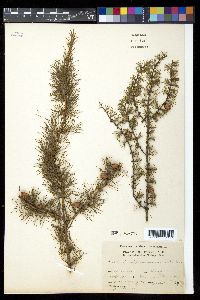 Larix laricina image