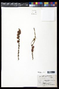 Larix laricina image