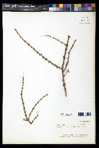 Larix laricina image