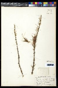 Larix laricina image