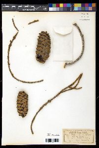 Image of Picea breweriana