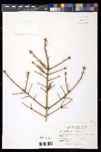 Picea glauca image