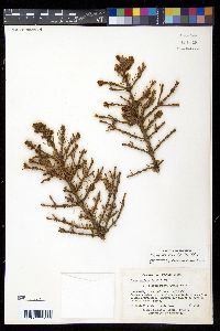 Picea mariana image