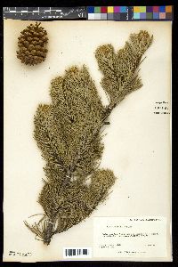 Pinus aristata image