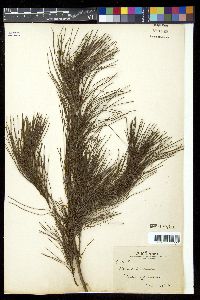 Pinus clausa image