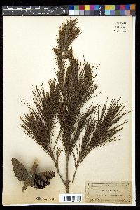 Pinus clausa image