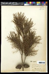 Pinus clausa image