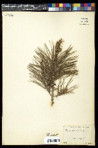 Pinus clausa image