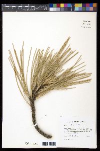 Pinus coulteri image