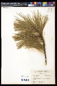 Pinus echinata image