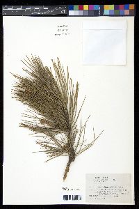 Pinus echinata image