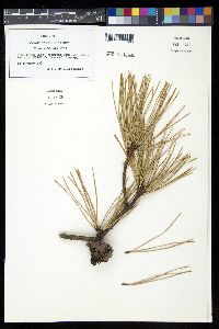 Pinus echinata image