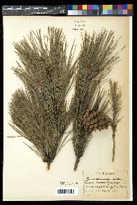 Pinus echinata image