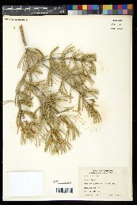 Pinus edulis image